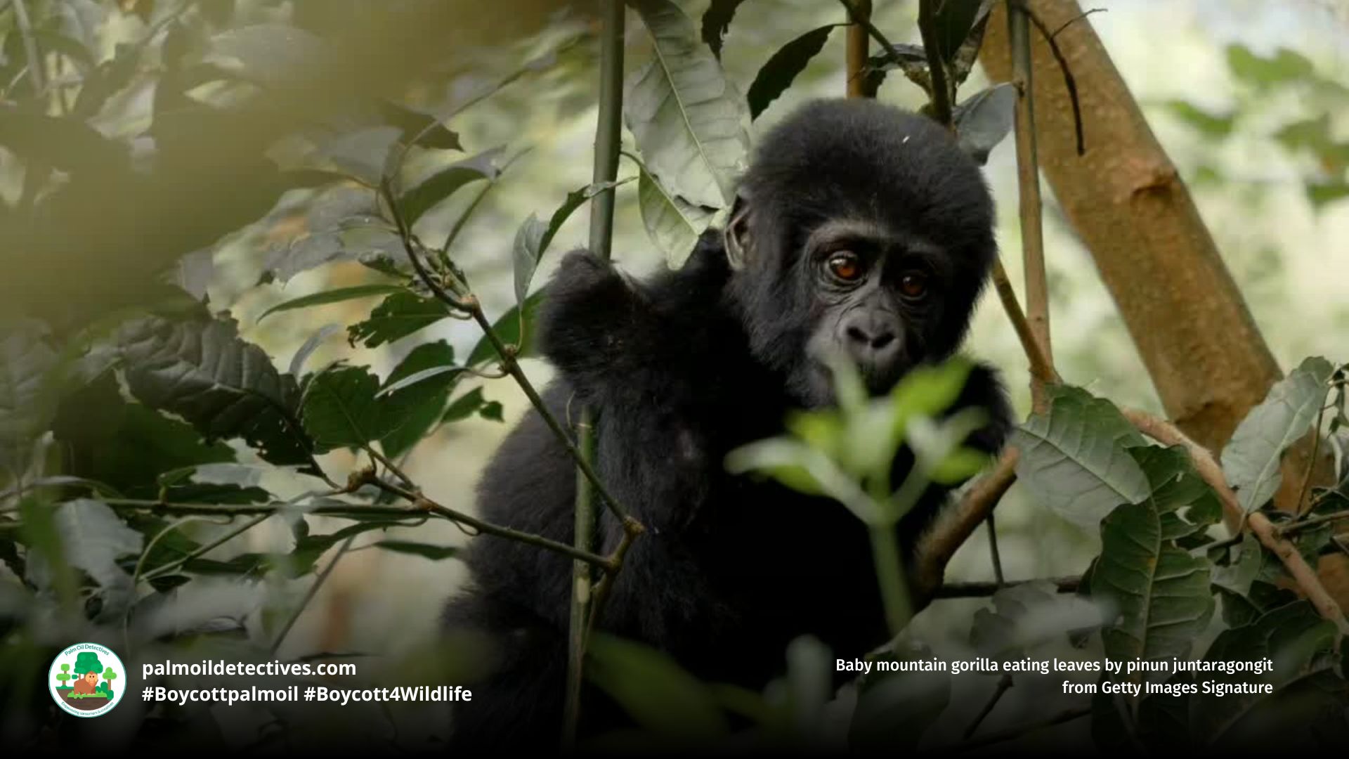 Eastern Gorilla Gorilla beringei