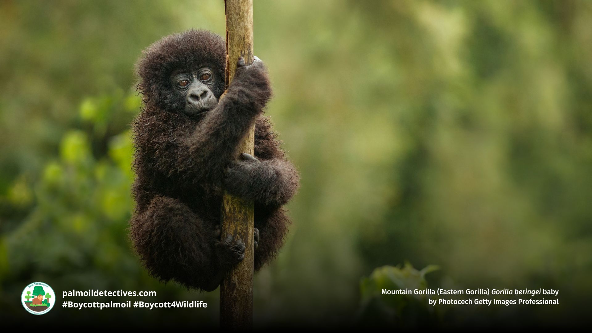 Eastern Gorilla Gorilla beringei