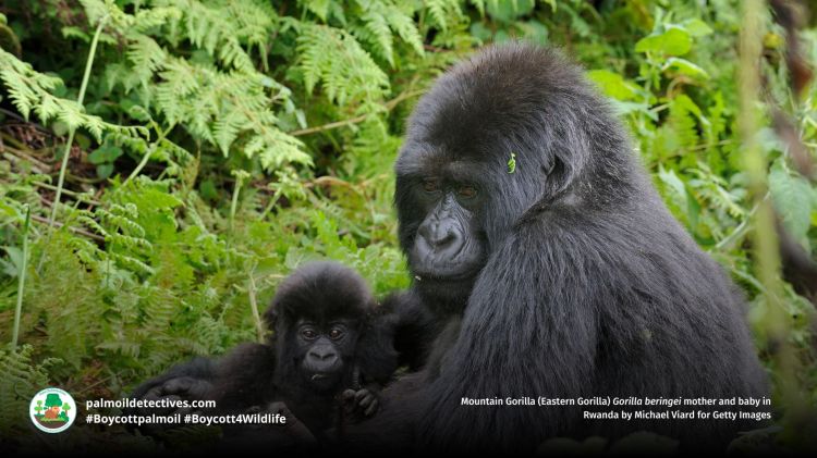 Support Helps Gorilla and Human Child&nbsp;Resilience