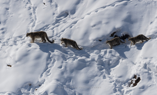 Dalida and her husband traveled to Kibber, Spiti Valley, Himachal Pradesh in India in February 2020. They managed to capture a female snow leopard and her cubs trekking through the snow. By Dalida Innes Wildlife Photography