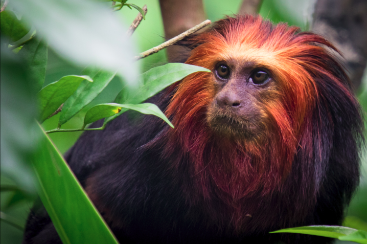 The Counterpunch: Consumer Solutions To Fight&nbsp;Extinction