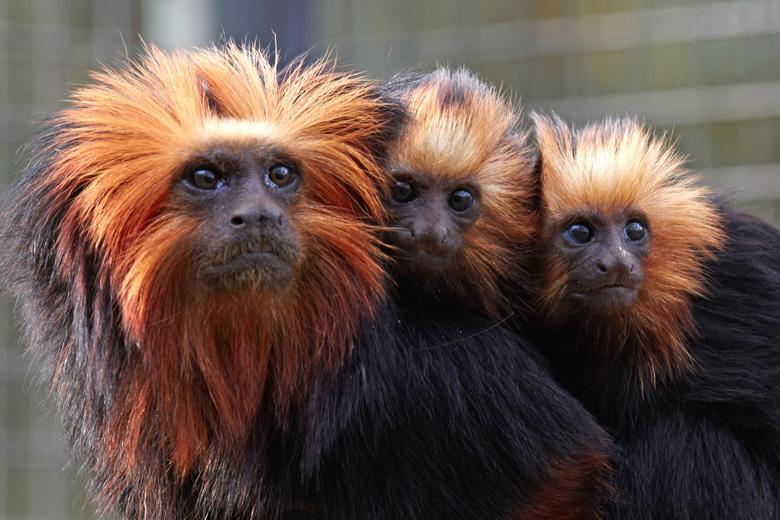 golden-headed-lion-tamarins-.jpg