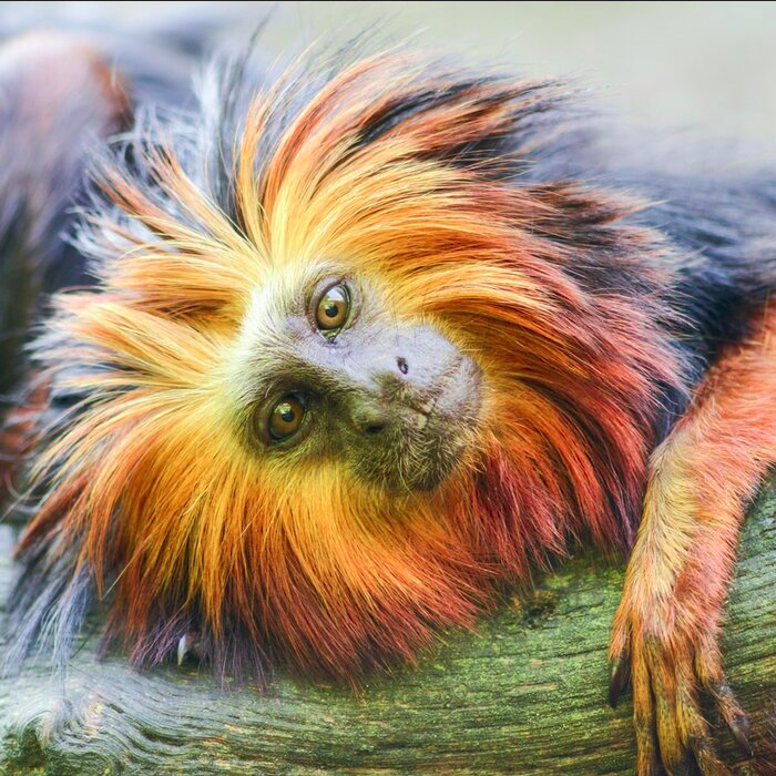 golden-headed-lion-tamarins-.jpg