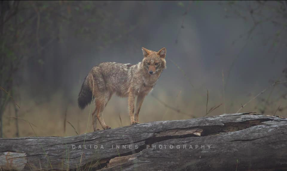 Golden Jackal , Bandhavgarh National Park, by Dalida Innes Wildlife Photography