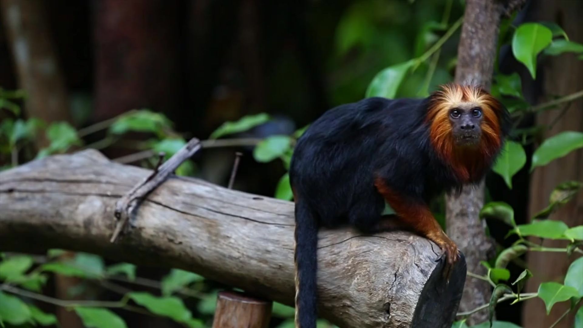 Golden Maned Lion Tamarin - South America