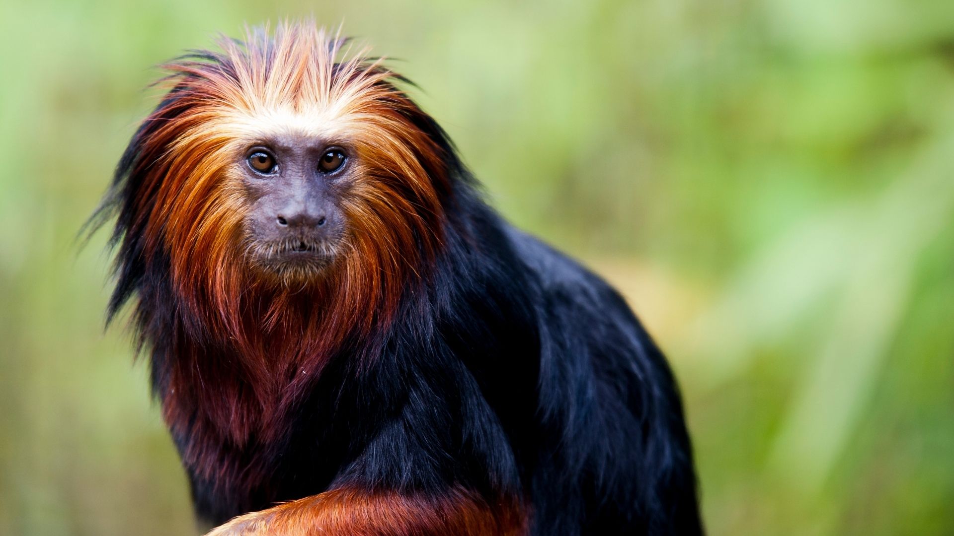 Golden Maned Lion Tamarin - South America