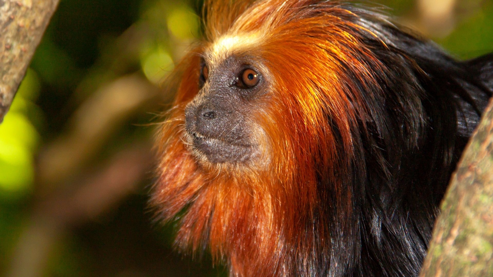 Golden Maned Lion Tamarin - South America