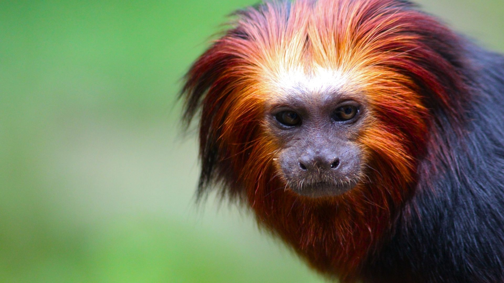 Golden Maned Lion Tamarin - South America