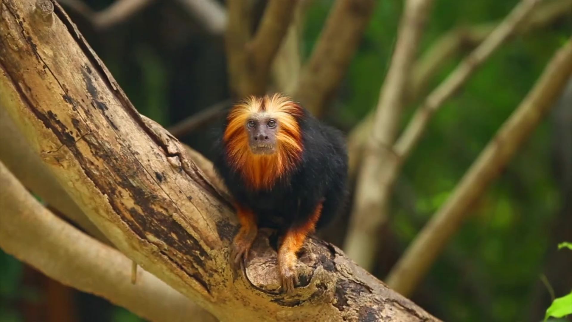 Golden Maned Lion Tamarin - South America