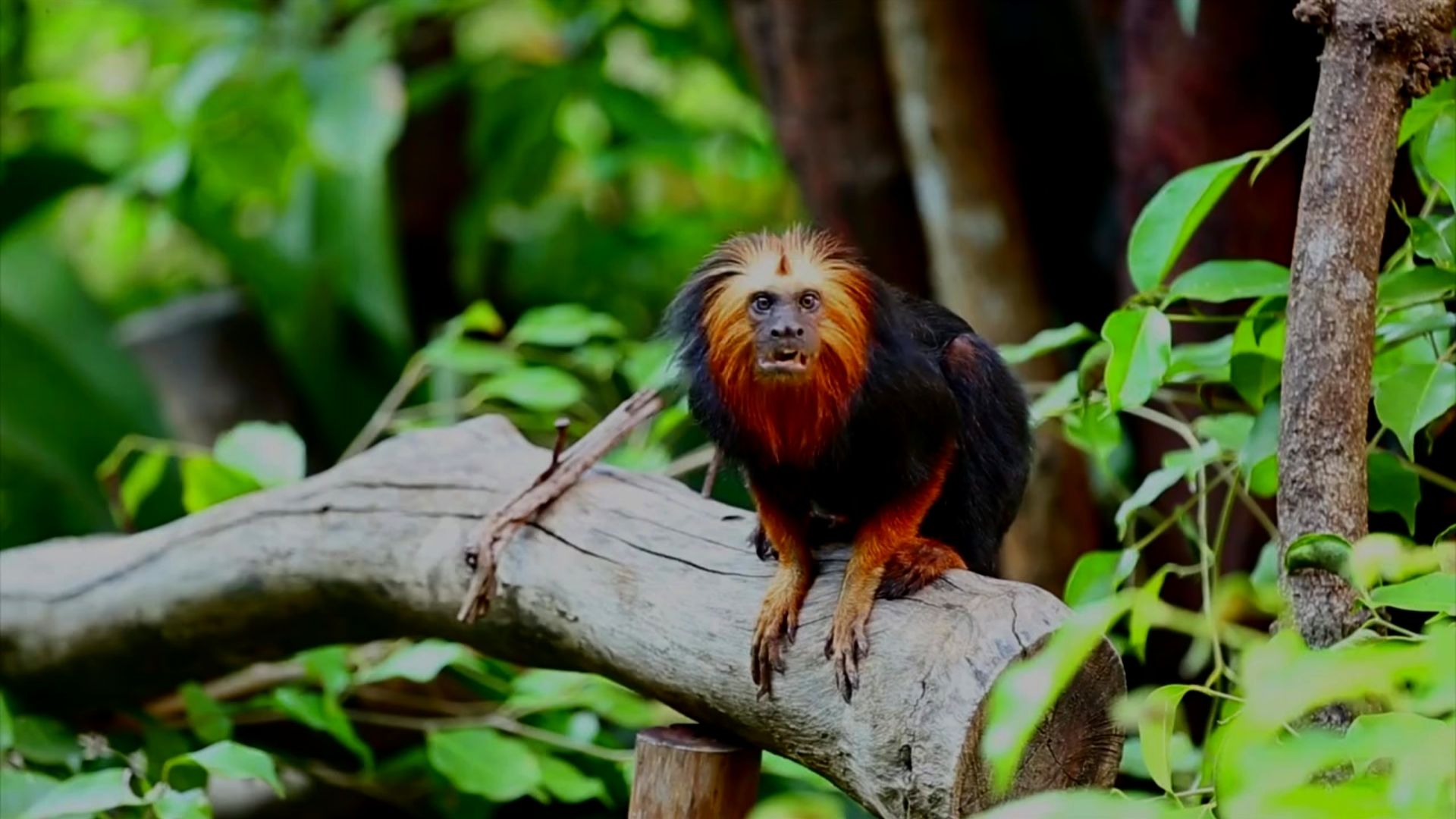 Golden Maned Lion Tamarin - South America