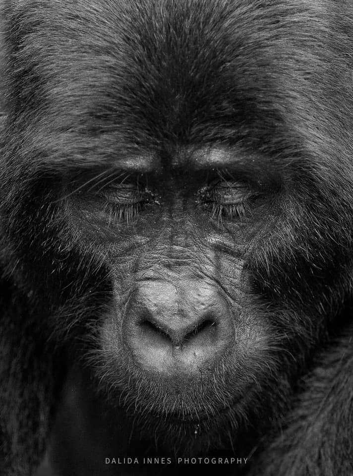 Gorilla by Dalida Innes Wildlife Photography