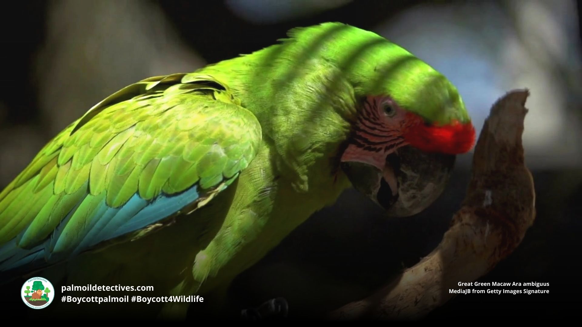 Great Green Macaw Ara ambiguus in shadows