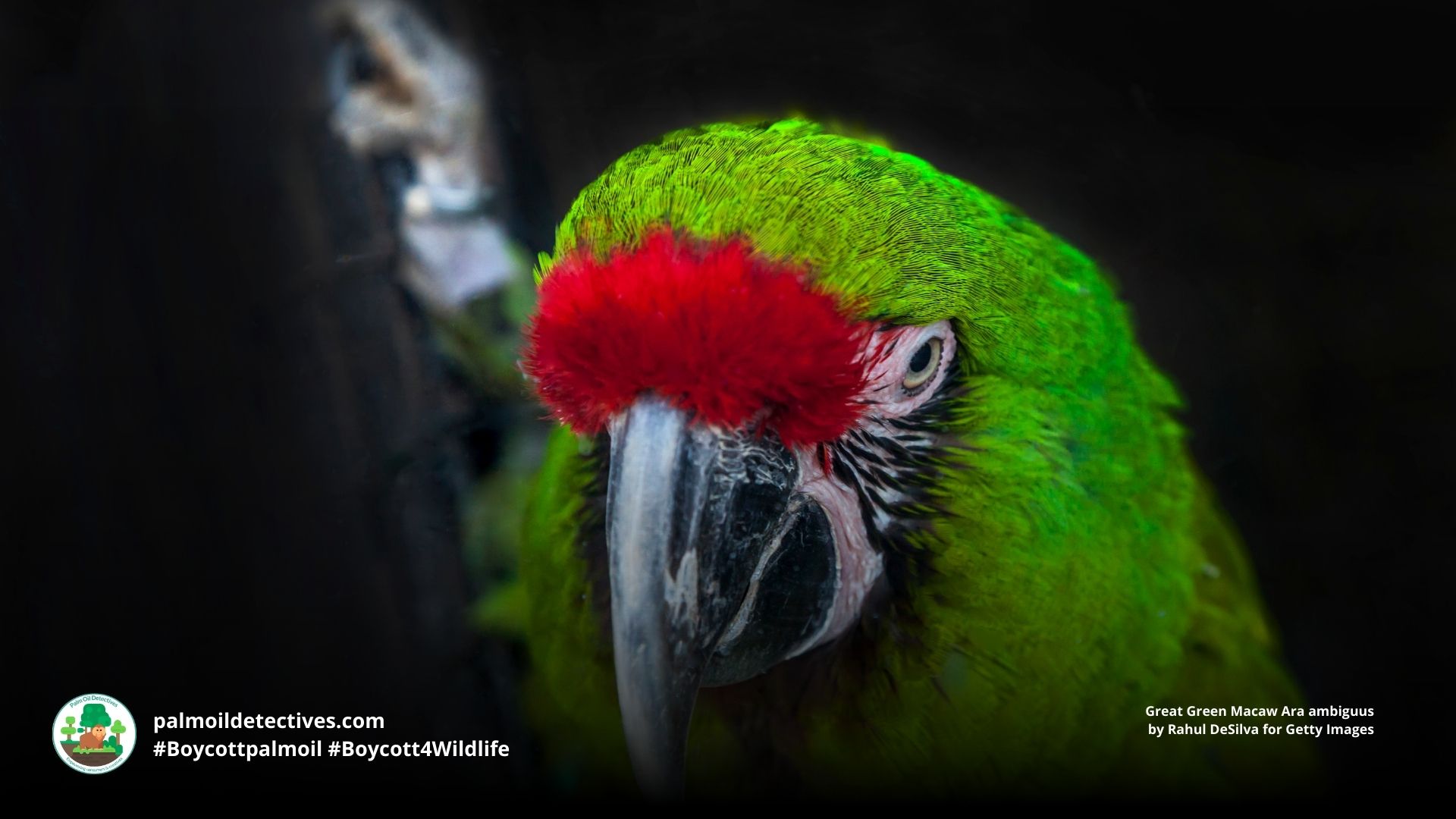 Great Green Macaw Ara ambiguus shiny beak