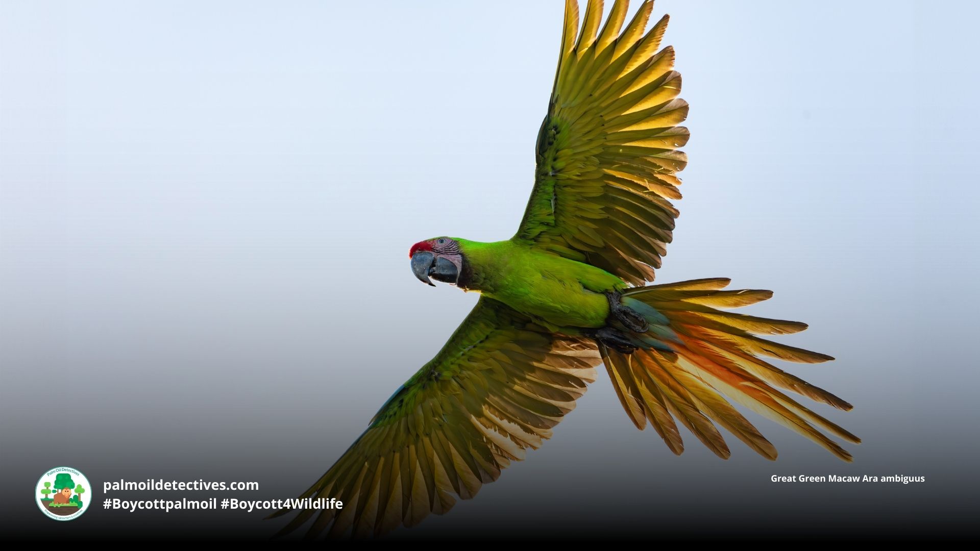 Great Green Macaw Ara ambiguus in flight