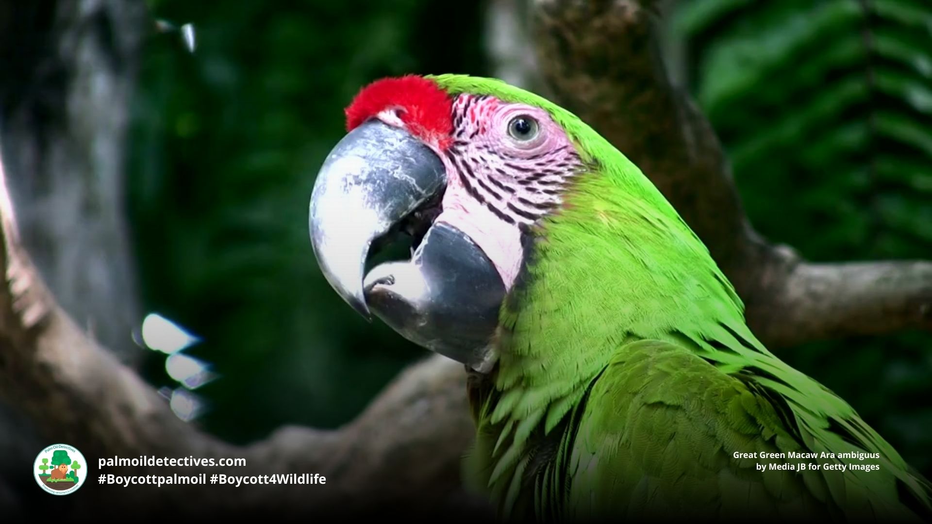 Great Green Macaw Ara ambiguus eating fruit