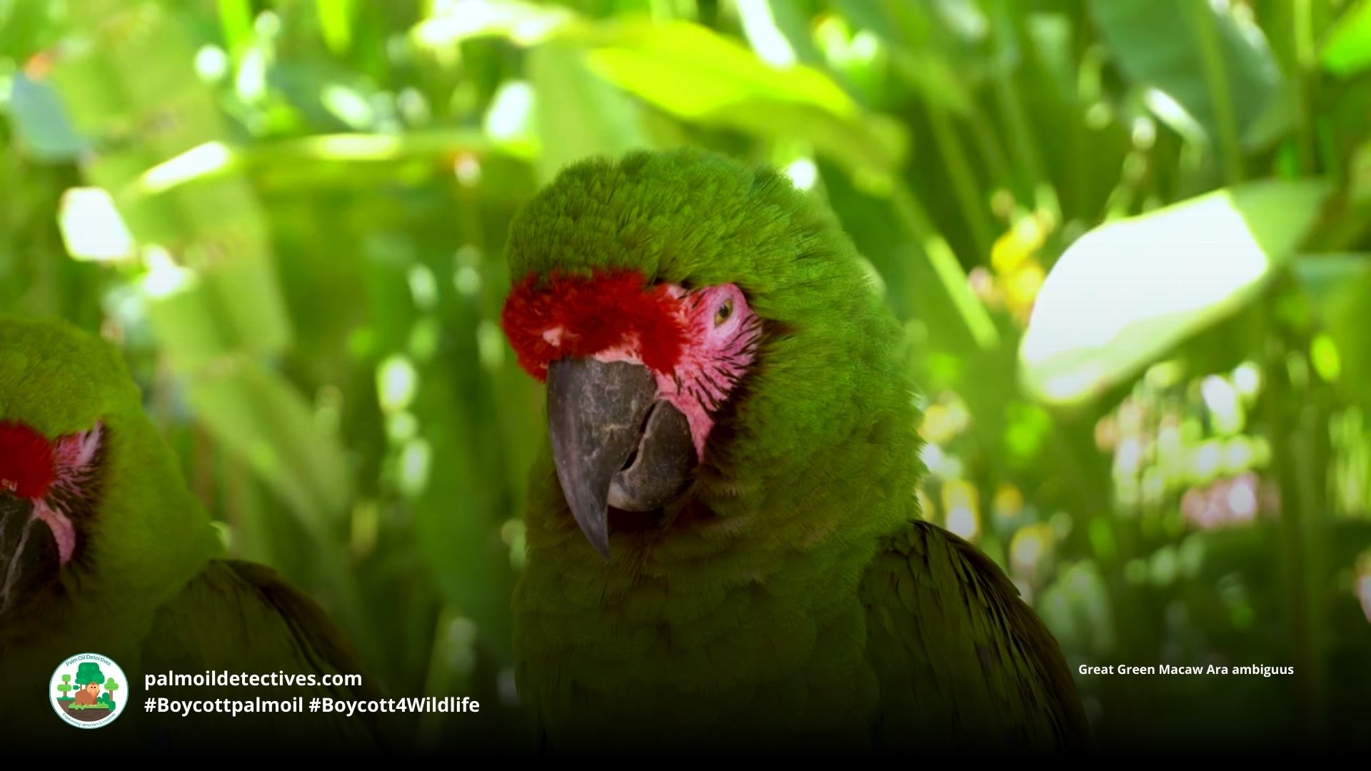 Great Green Macaw Ara ambiguus in amongst foliage