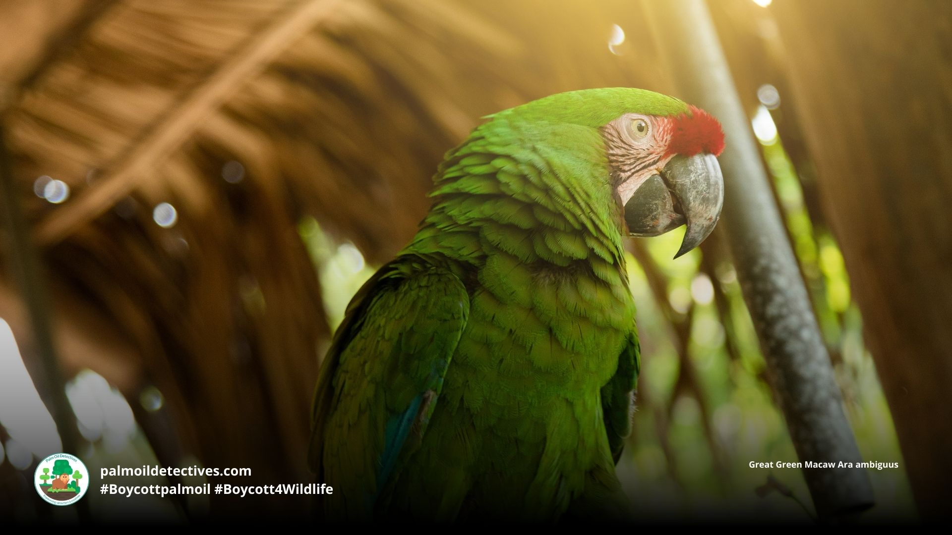 Great Green Macaw Ara ambiguus sitting in sunlight
