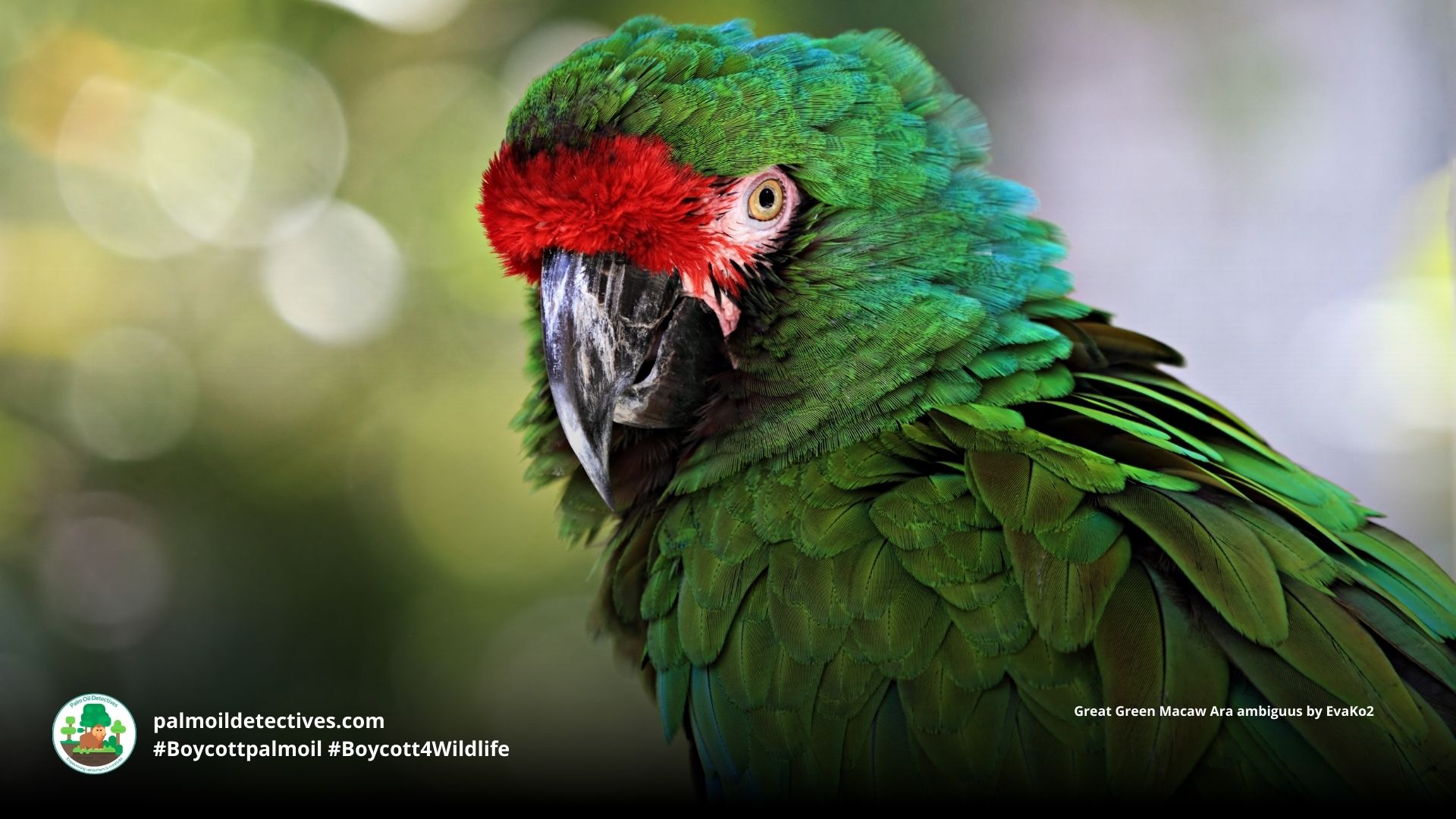 Great Green Macaw Ara ambiguus close up