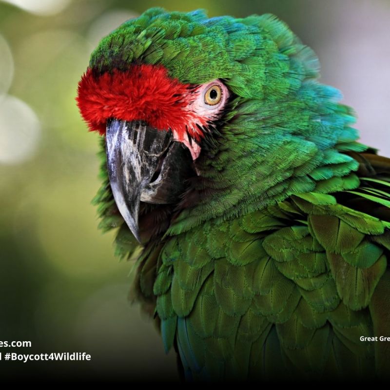 Great Green Macaw Ara&nbsp;ambiguus