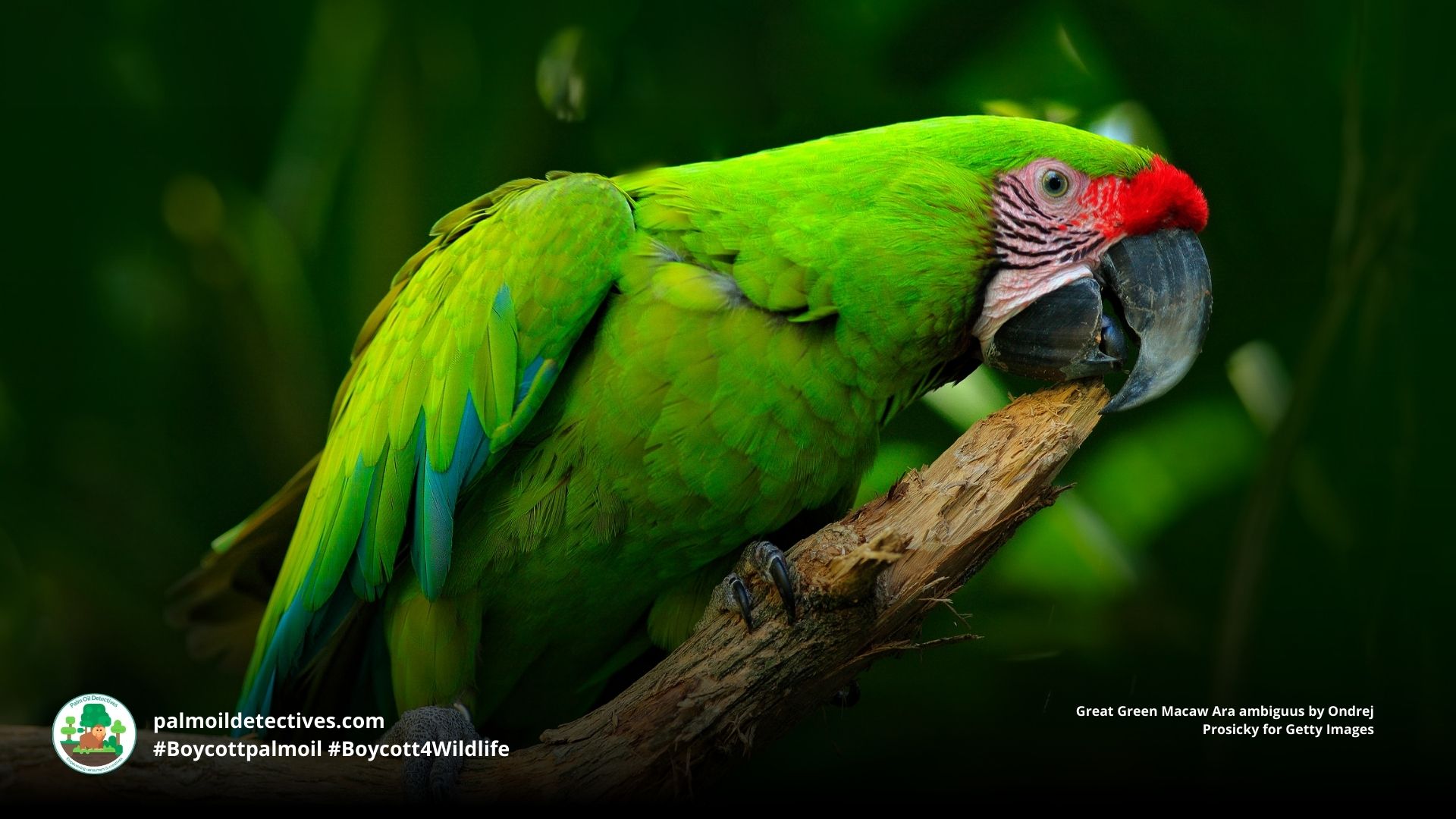 Great Green Macaw Ara ambiguus on branch