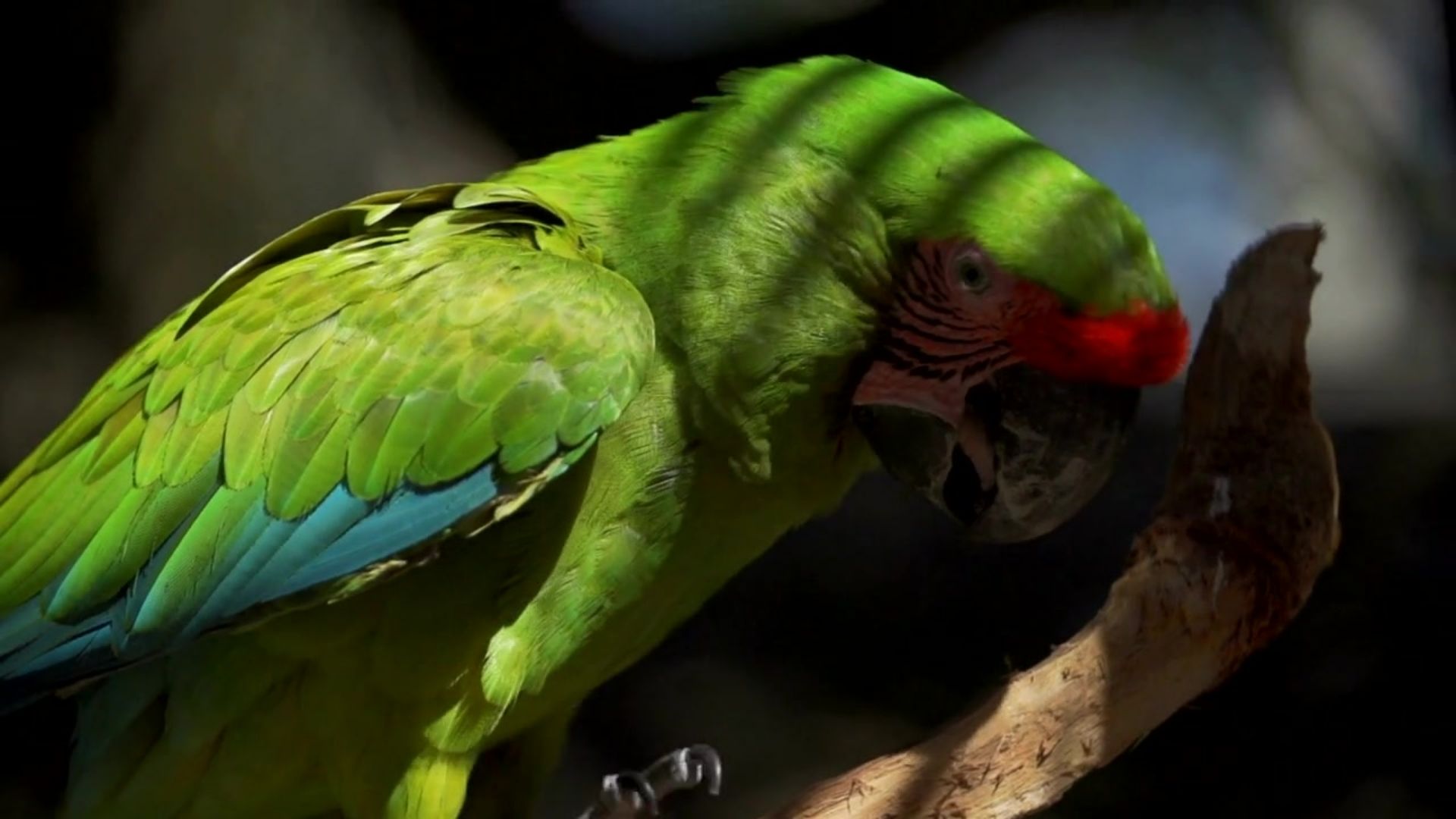 Great Green Macaw - South America