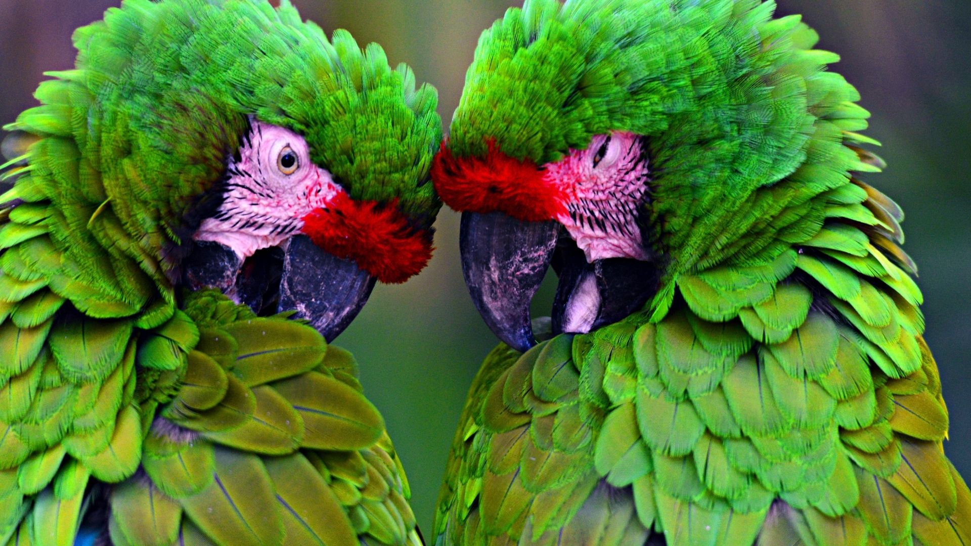 Great Green Macaw - South America