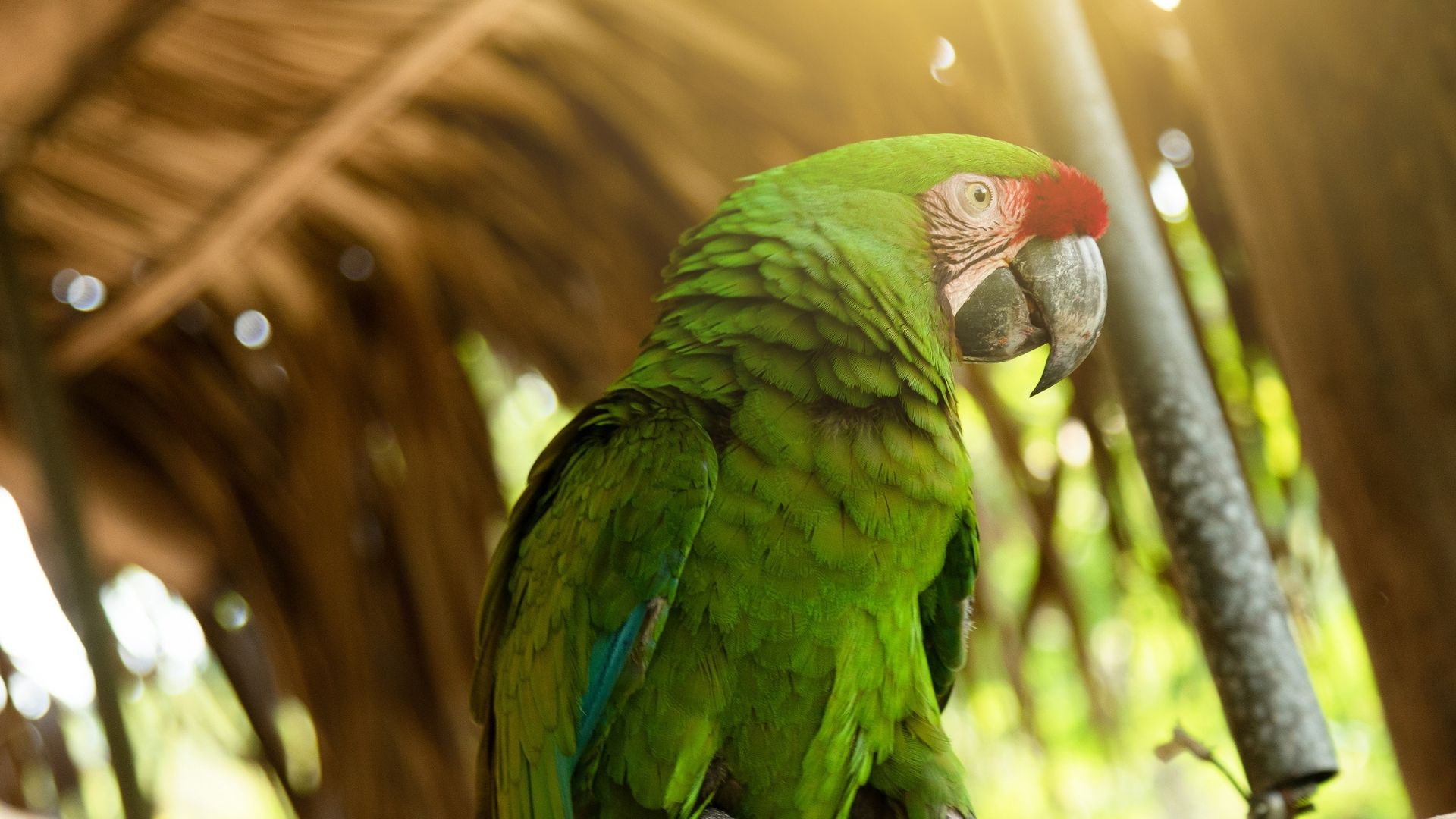 Great Green Macaw - South America