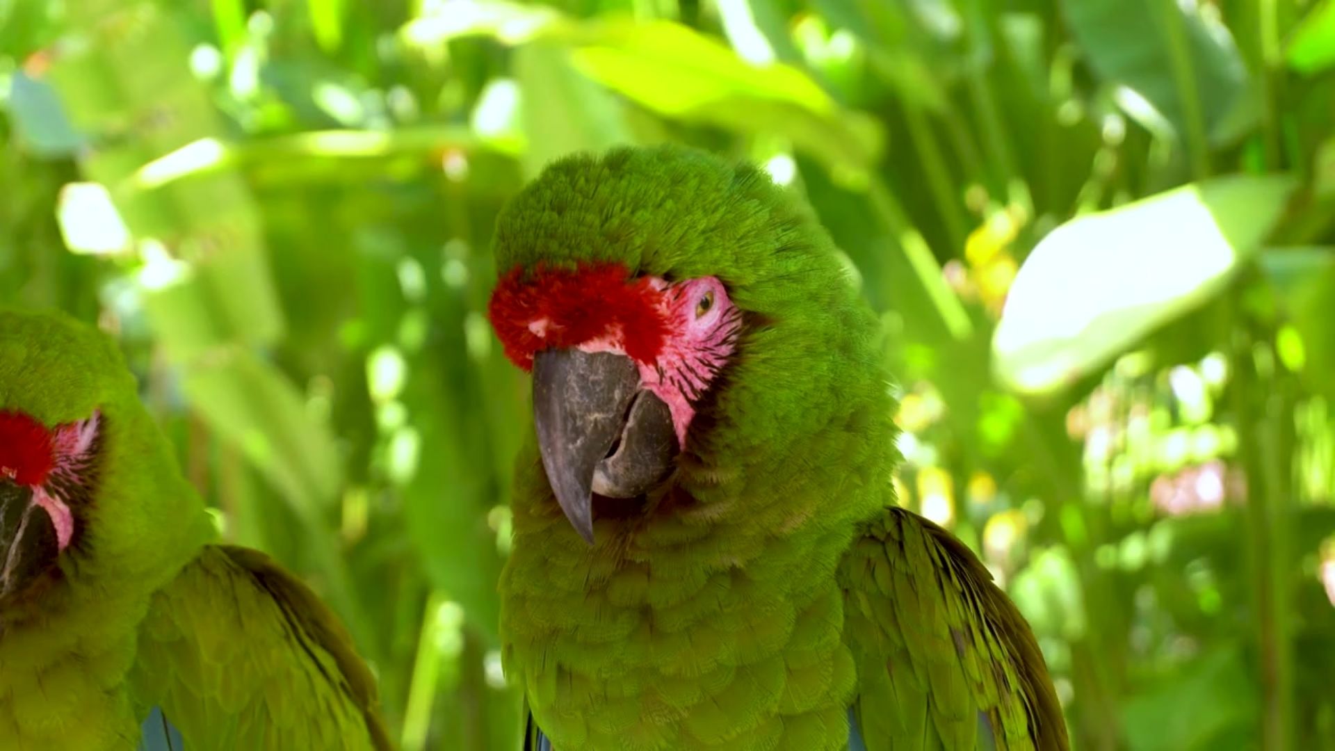 Great Green Macaw - South America