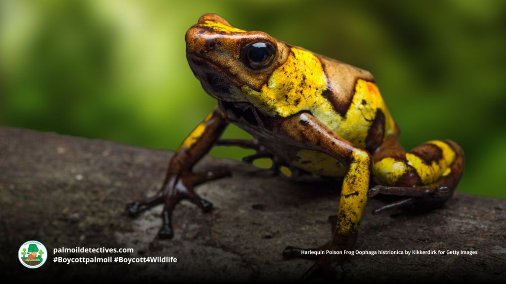 Harlequin Poison Frog Oophaga histrionica