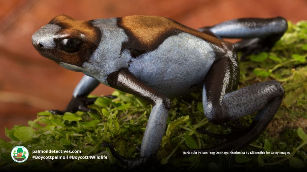 Harlequin Poison Frog Oophaga histrionica