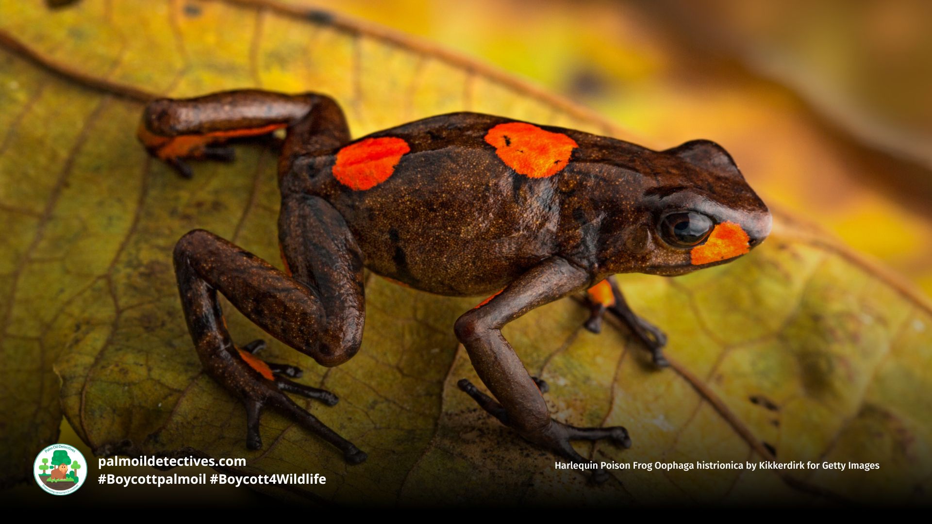 Harlequin Poison Frog Oophaga histrionica