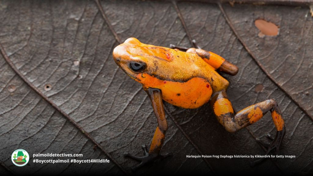 Harlequin Poison Frog Oophaga histrionica