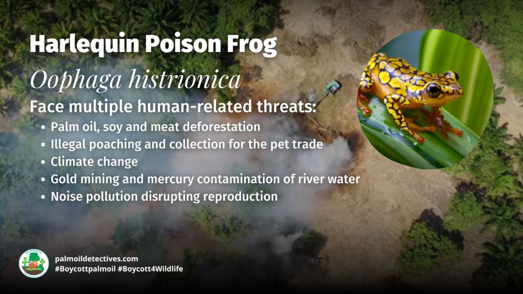 Harlequin Poison Frog Oophaga histrionica threats