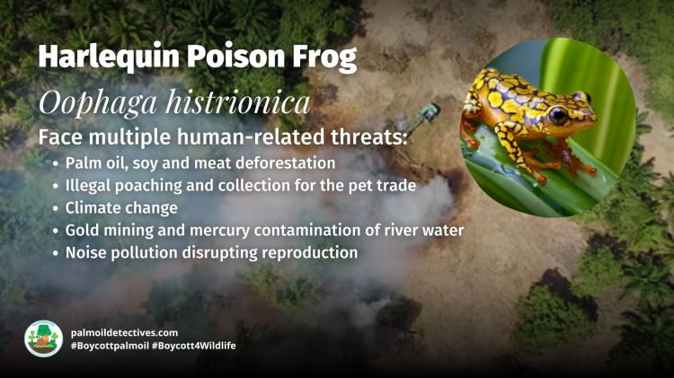 Harlequin Poison Frog Oophaga histrionica threats