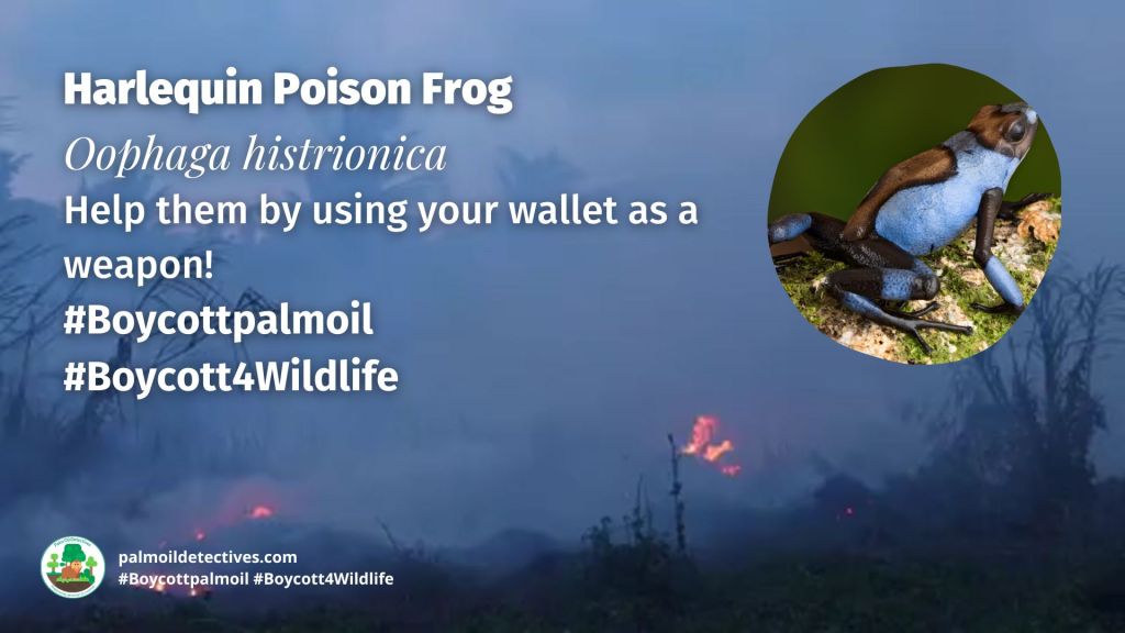 Harlequin Poison Frog Oophaga histrionica boycott