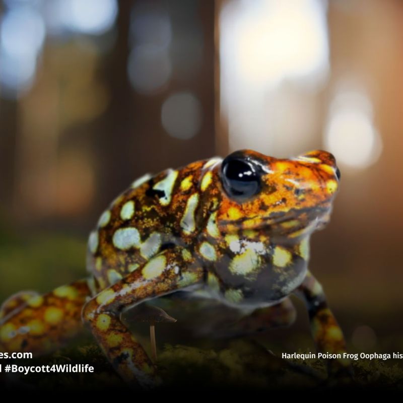 Harlequin Poison Frog Oophaga&nbsp;histrionica