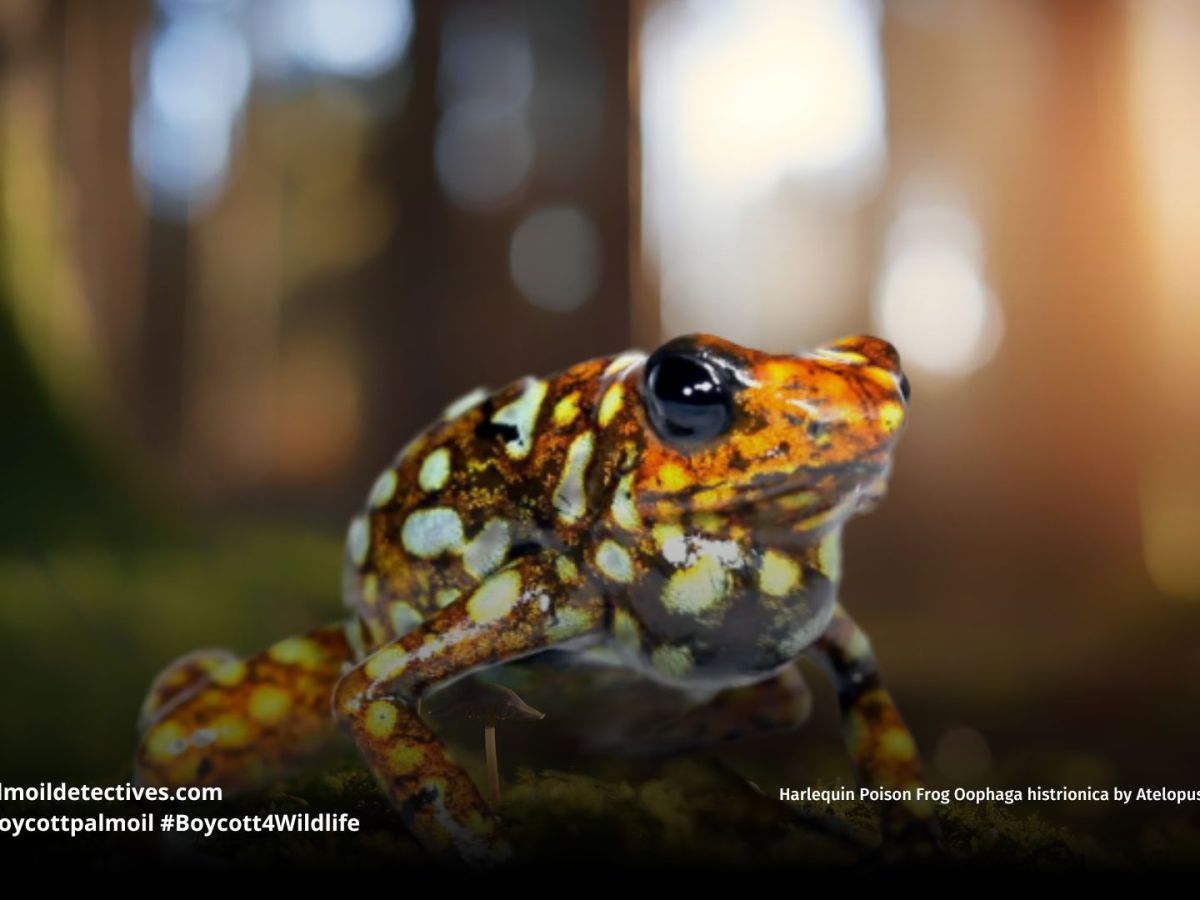 Harlequin Poison Frog Oophaga&nbsp;histrionica
