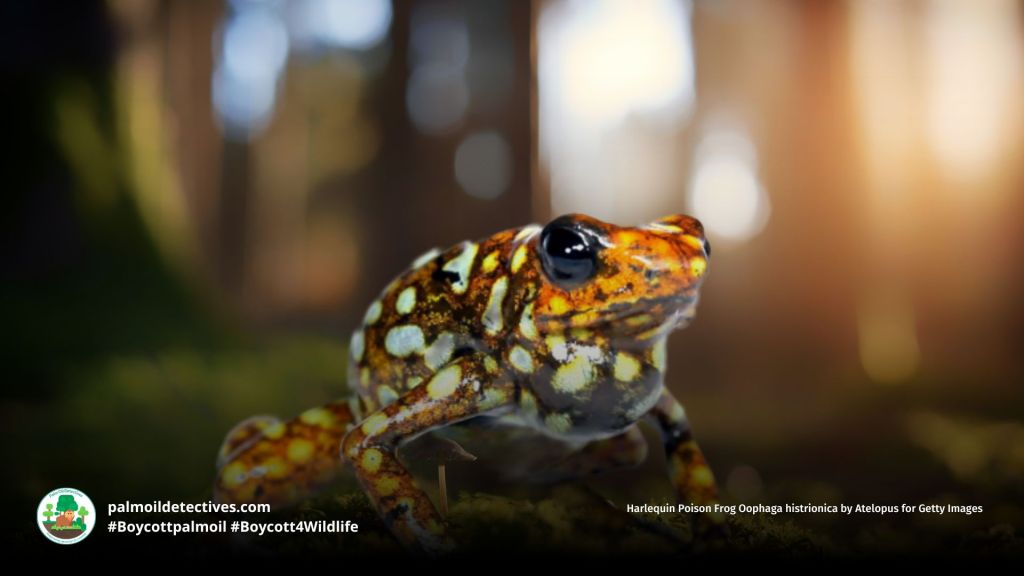 Harlequin Poison Frog Oophaga histrionica