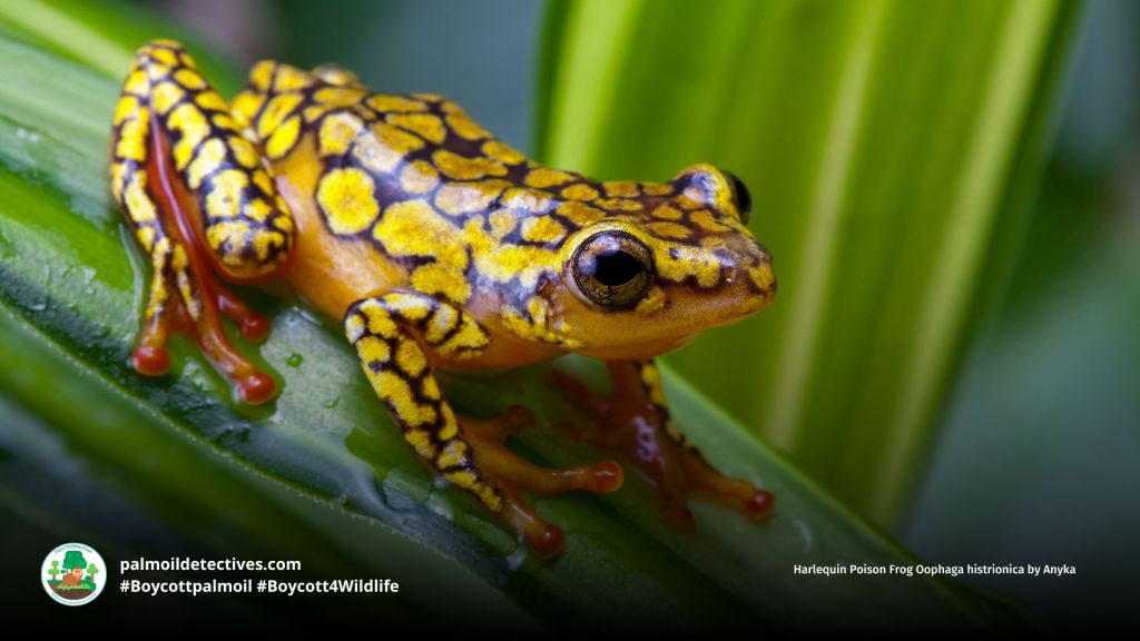 Harlequin Poison Frog Oophaga histrionica