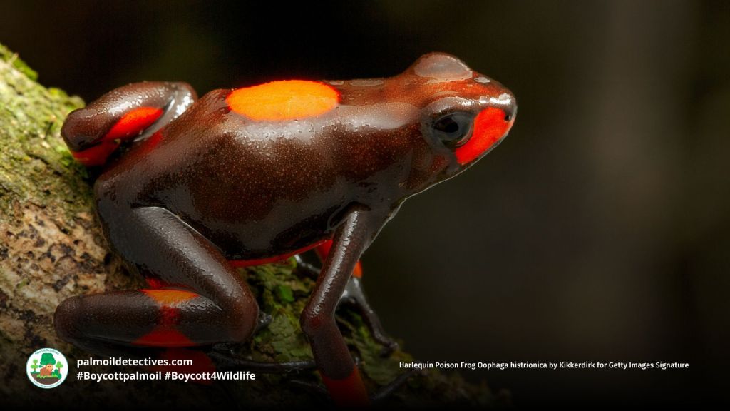Harlequin Poison Frog Oophaga histrionica