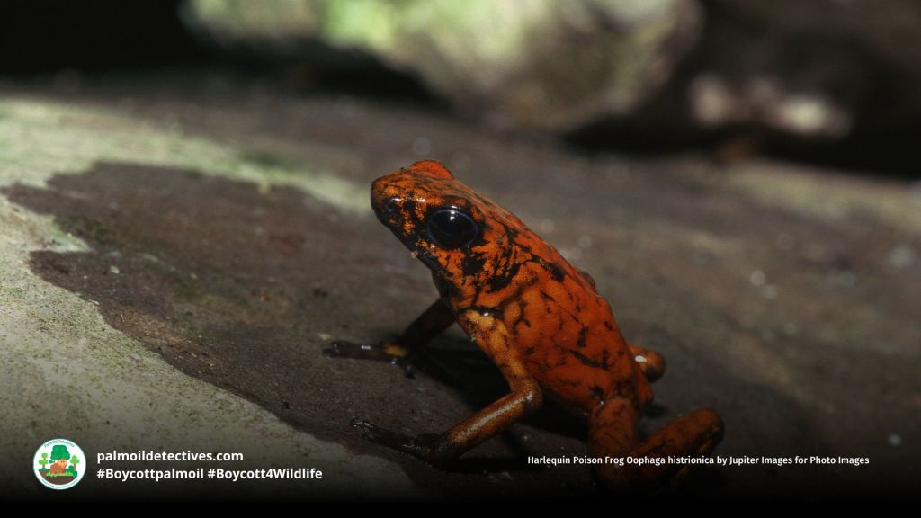 Harlequin Poison Frog Oophaga histrionica