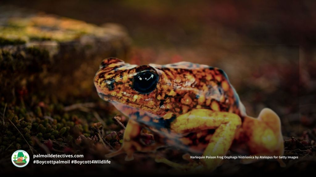 Harlequin Poison Frog Oophaga histrionica