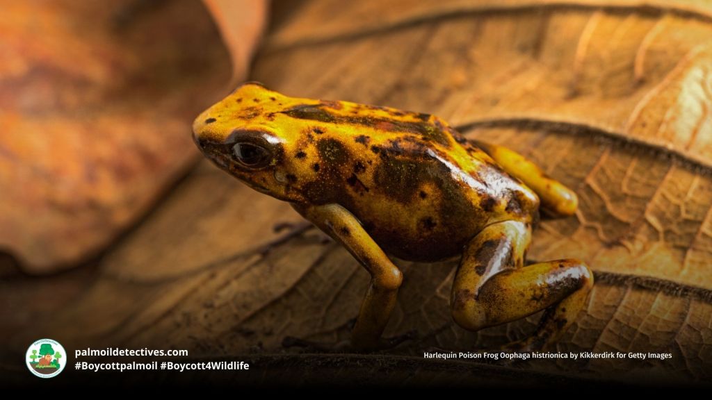 Harlequin Poison Frog Oophaga histrionica