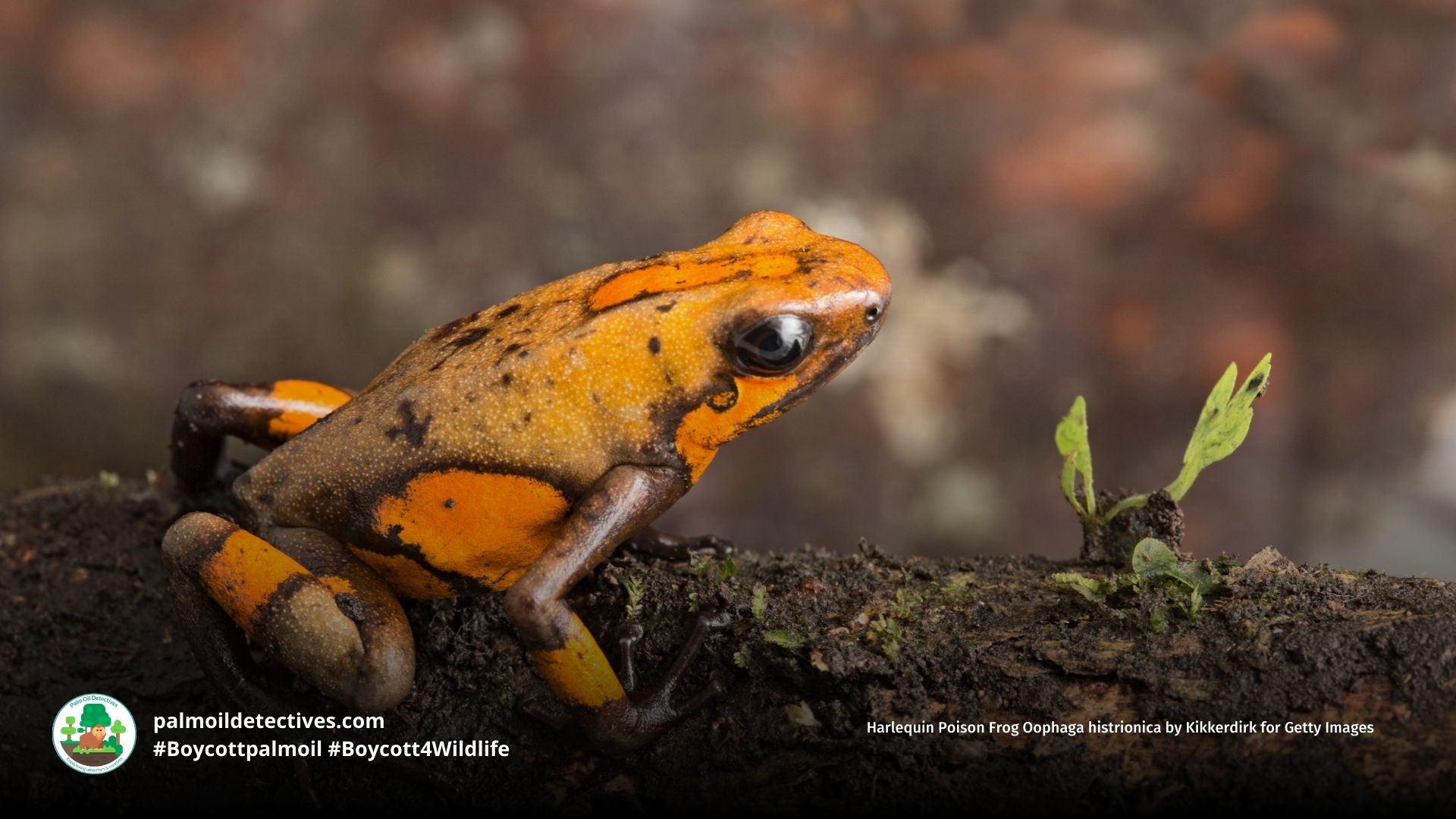 Harlequin Poison Frog Oophaga histrionica