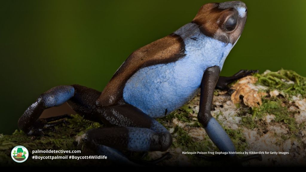 Harlequin Poison Frog Oophaga histrionica