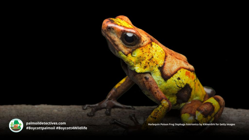 Harlequin Poison Frog Oophaga histrionica