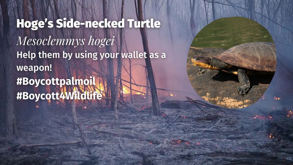 Hoge’s Side-necked Turtle Mesoclemmys hogei boycott