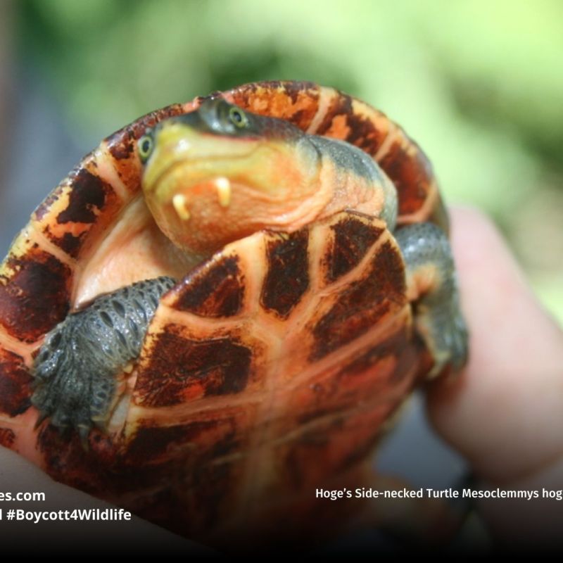 Hoge’s Side-necked Turtle Mesoclemmys&nbsp;hogei
