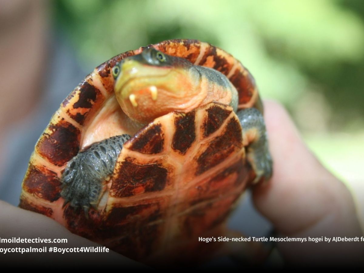 Hoge’s Side-necked Turtle Mesoclemmys&nbsp;hogei