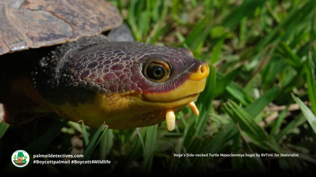 Hoge’s Side-necked Turtle Mesoclemmys hogei by BVTinti for iNaturalist